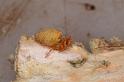 Uloborus_ZZ625_D7988_Z_89_North Stradbroke island_Australie